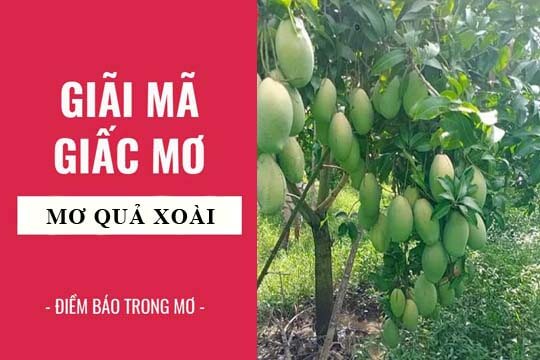 Tìm hiểu ý nghĩa thú vị của giấc mơ thấy quả xoài