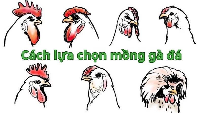 Mồng gà đá là gì? Cách lựa chọn mồng gà đá để luôn chiến thắng